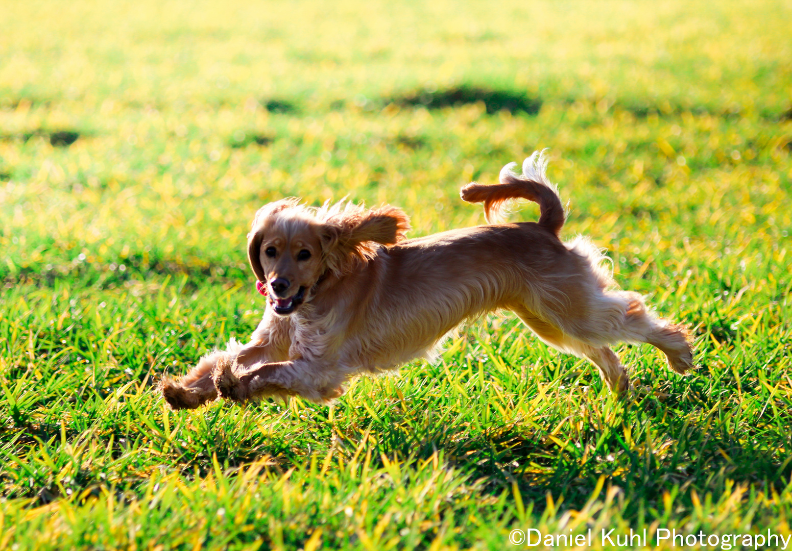 Fliegender Cocker Spaniel