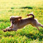 Fliegender Cocker Spaniel