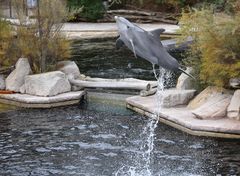 Fliegender Delfin