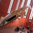 Fliegender Dinosaurier im Kirchenschiff