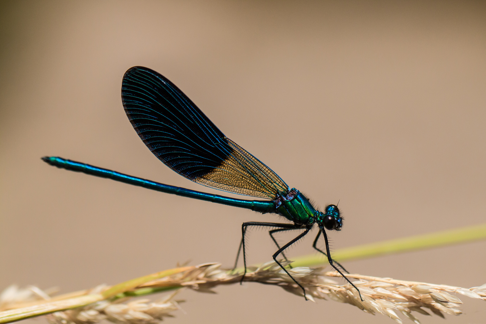 Fliegender Edelstein