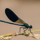 Fliegender Edelstein