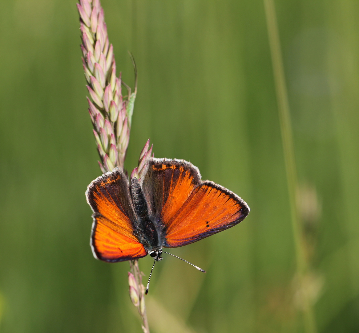 Fliegender Edelstein