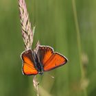 Fliegender Edelstein