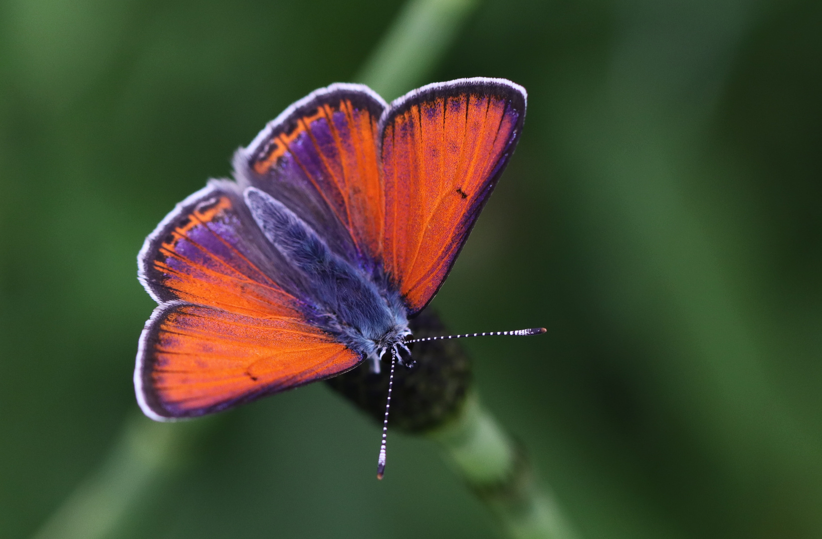 Fliegender Edelstein