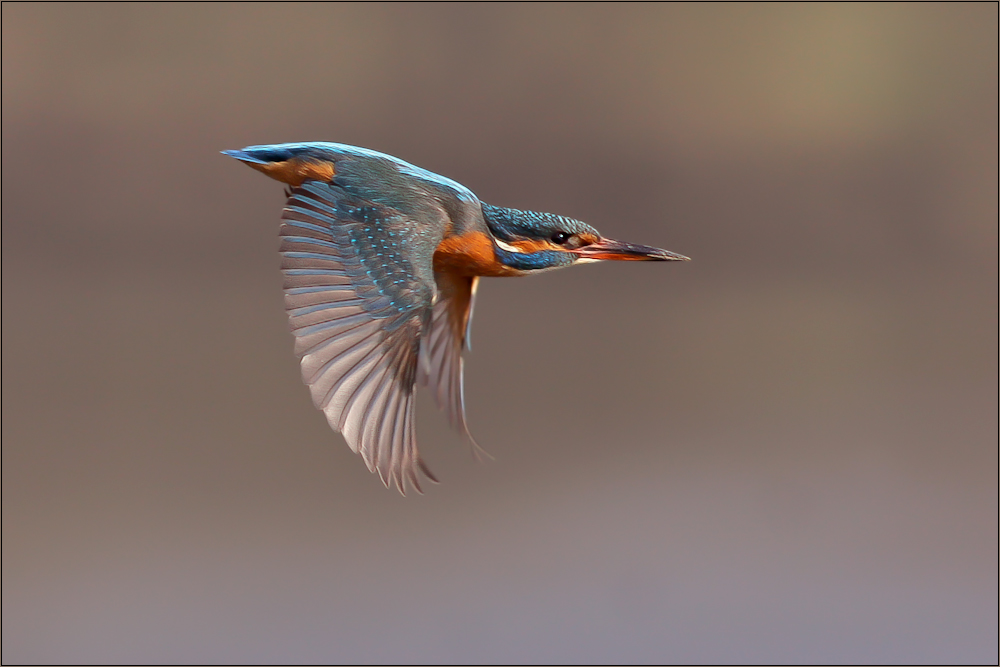 Fliegender Edelstein