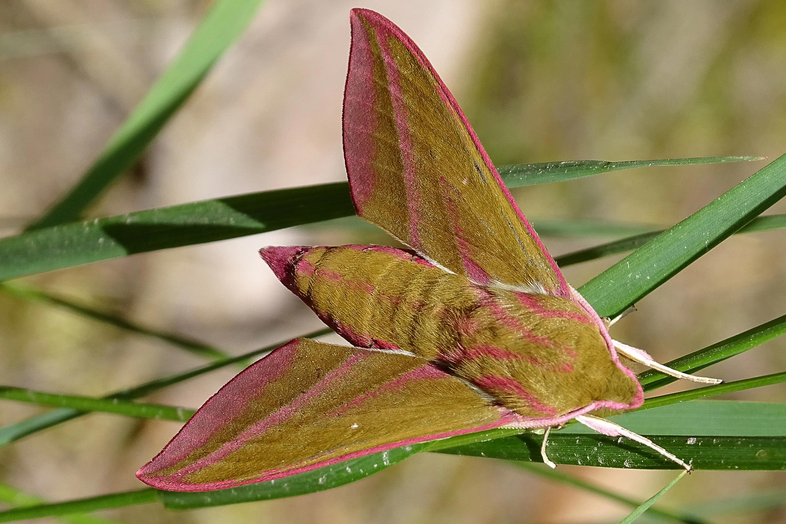            Fliegender Edelstein