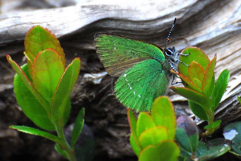 Fliegender Edelstein