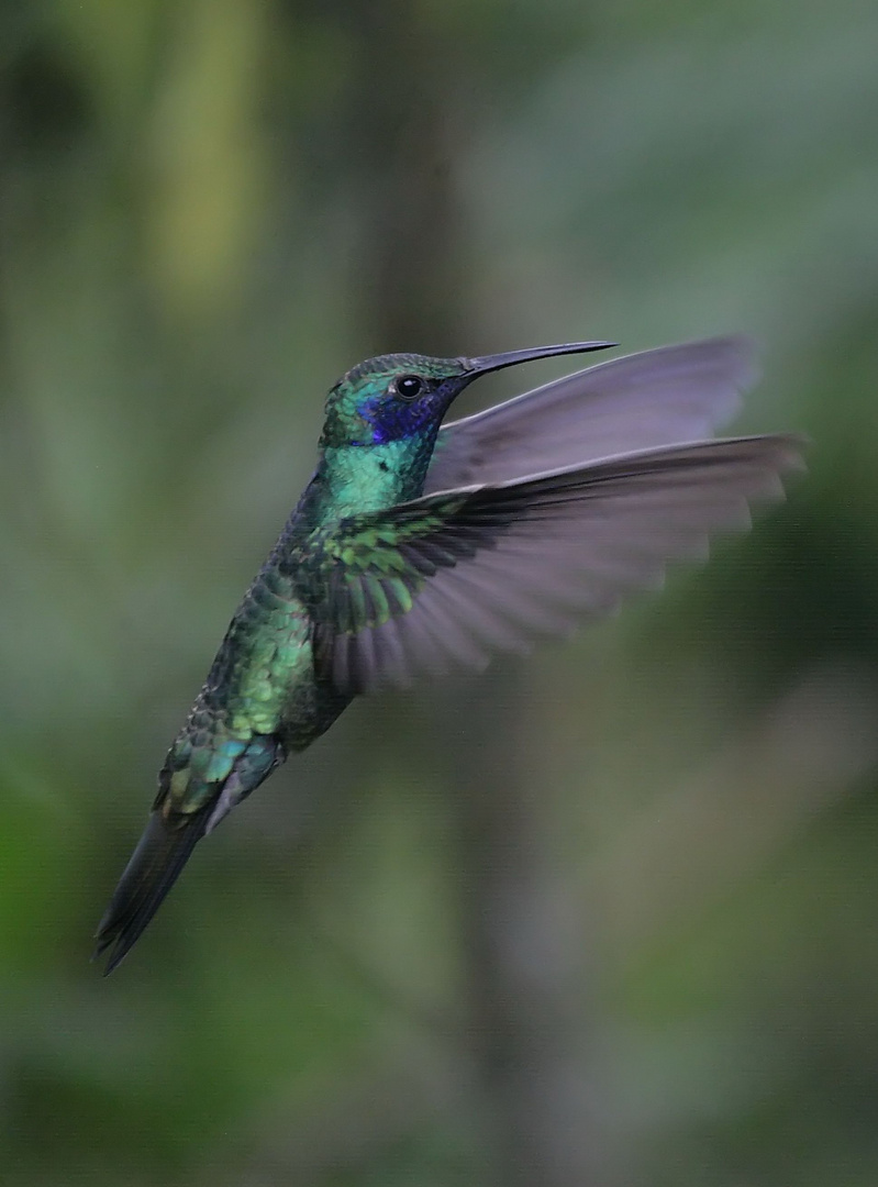 fliegender Edelstein