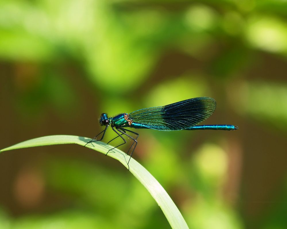 Fliegender Edelstein