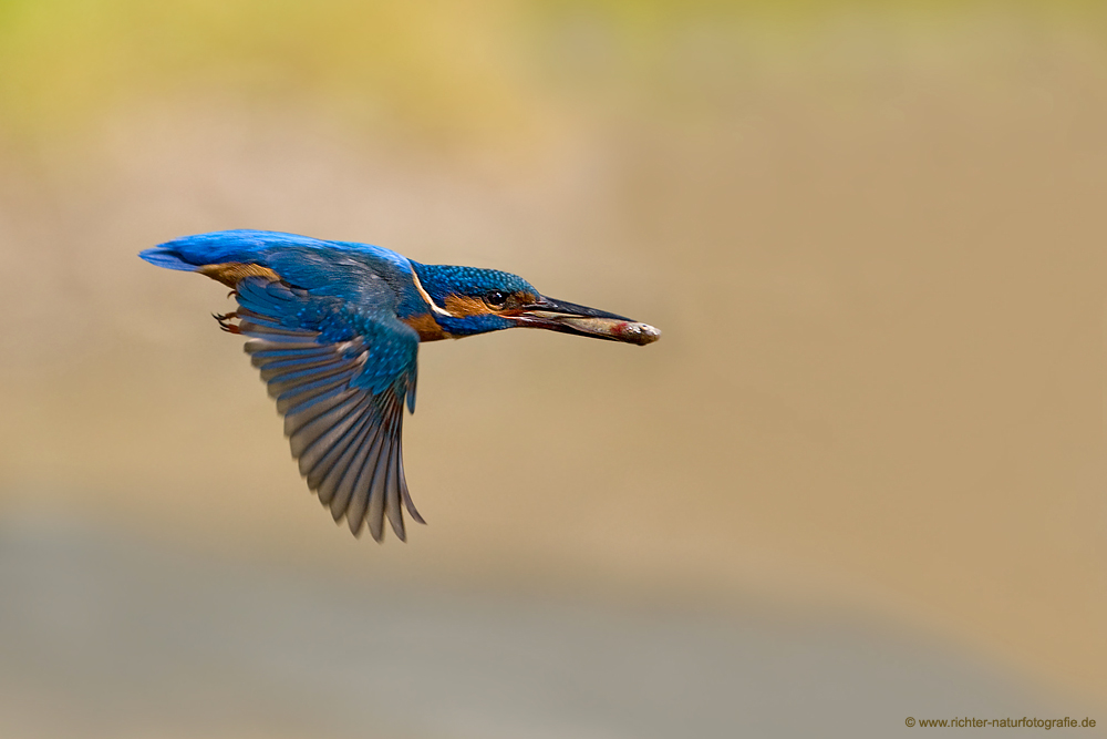 Fliegender Edelstein