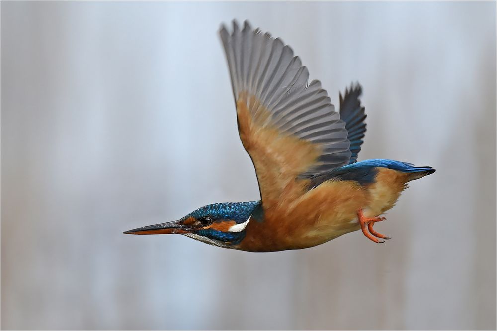 "Fliegender Edelstein"