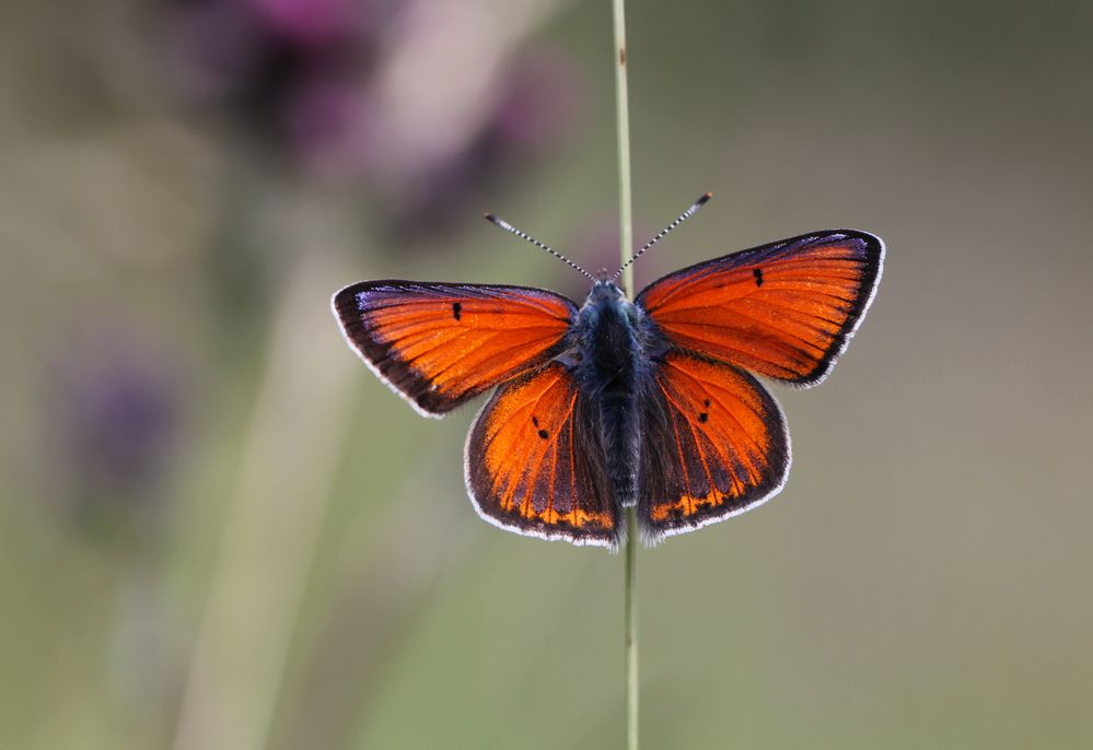 Fliegender Edelstein