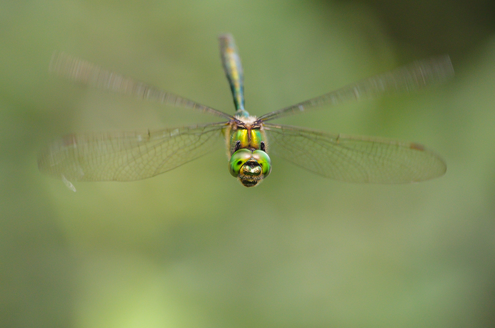 Fliegender Edelstein II