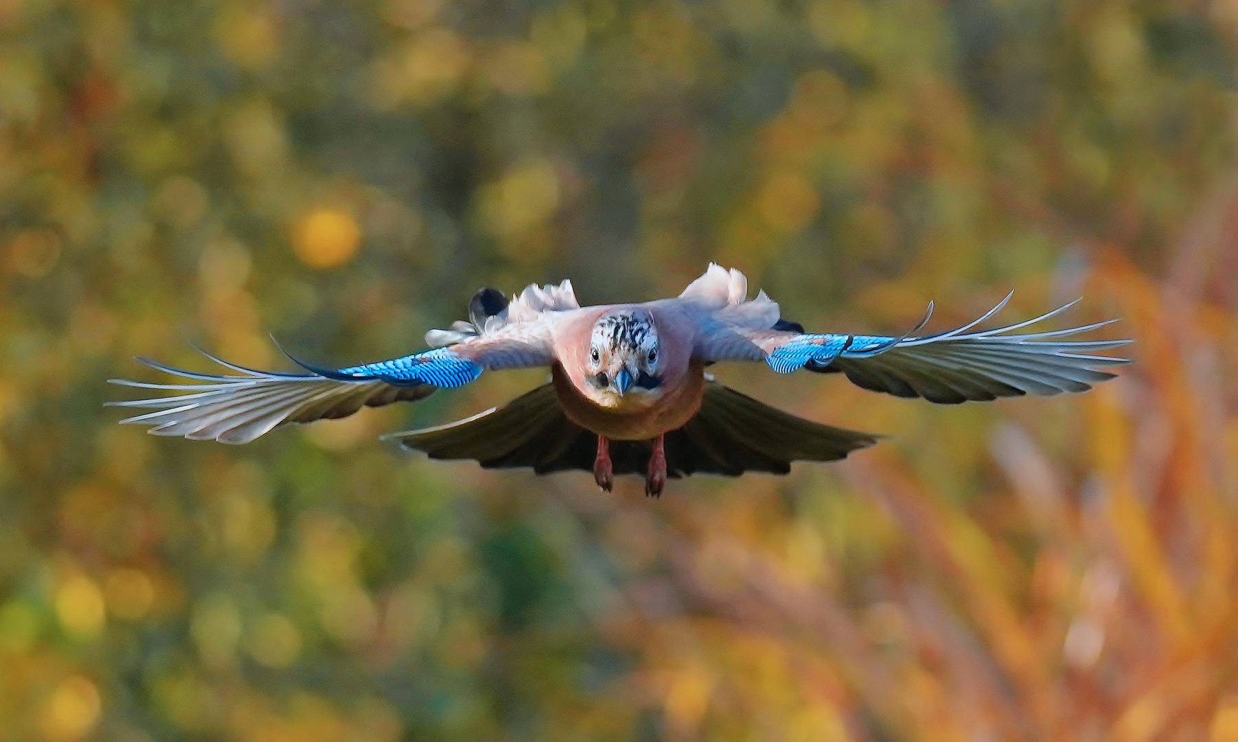 Fliegender Eichelhäher