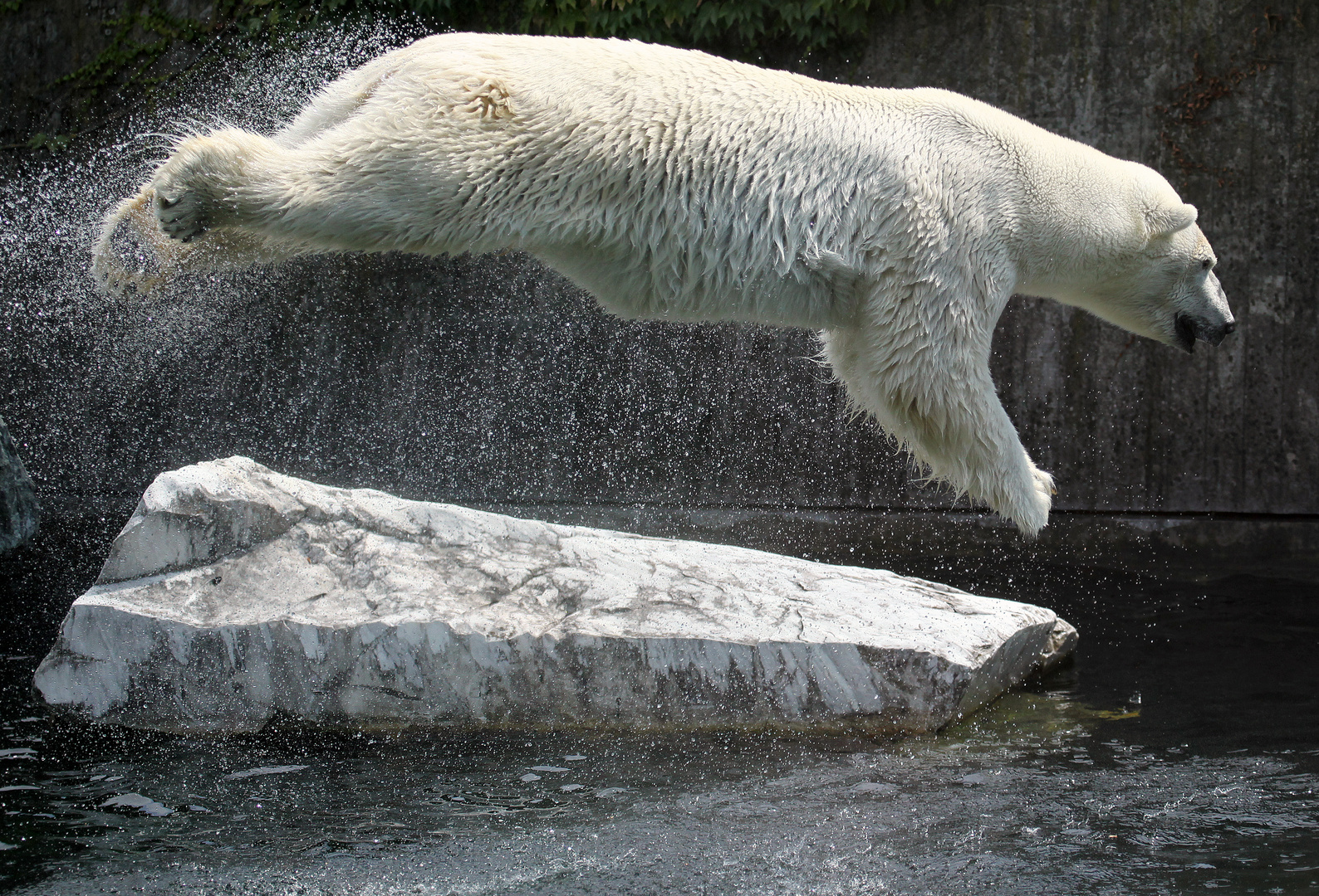 Fliegender Eisbär