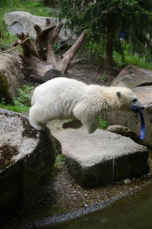 fliegender Eisbär