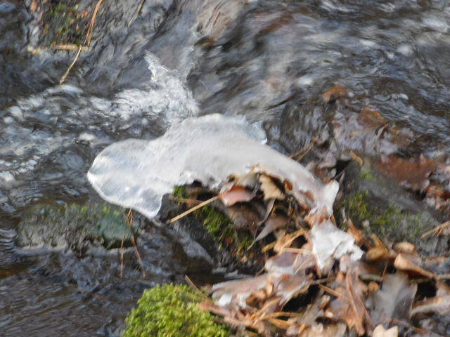 Fliegender Eisfisch im Bach