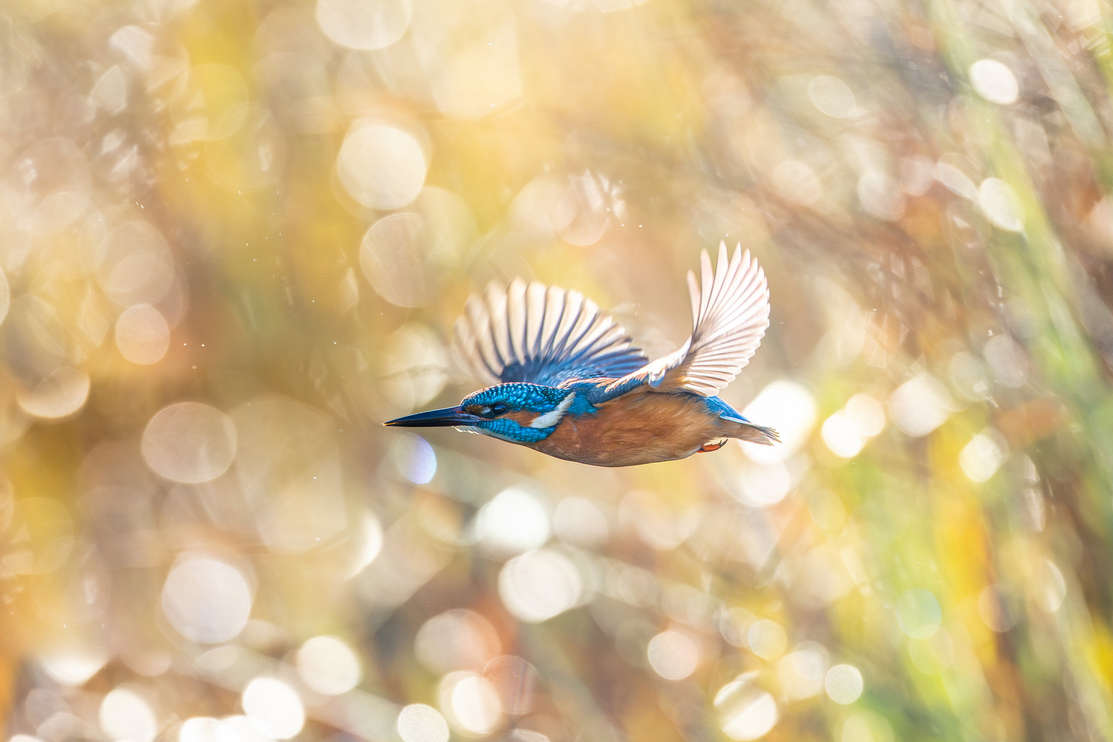 Fliegender Eisvogel im Gegenlicht