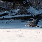 Fliegender Eiszapfen