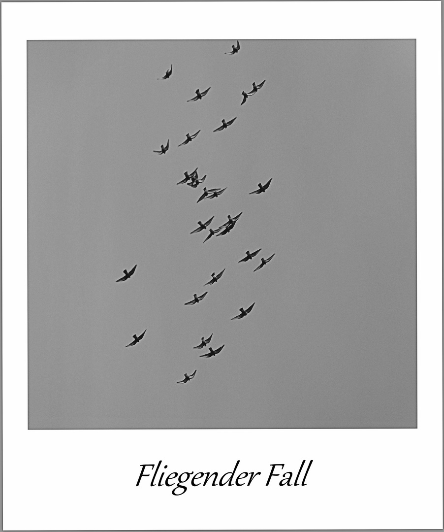 Fliegender Fall - fallender Flug