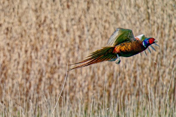 fliegender Fasanenhahn