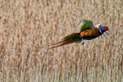 fliegender Fasanenhahn