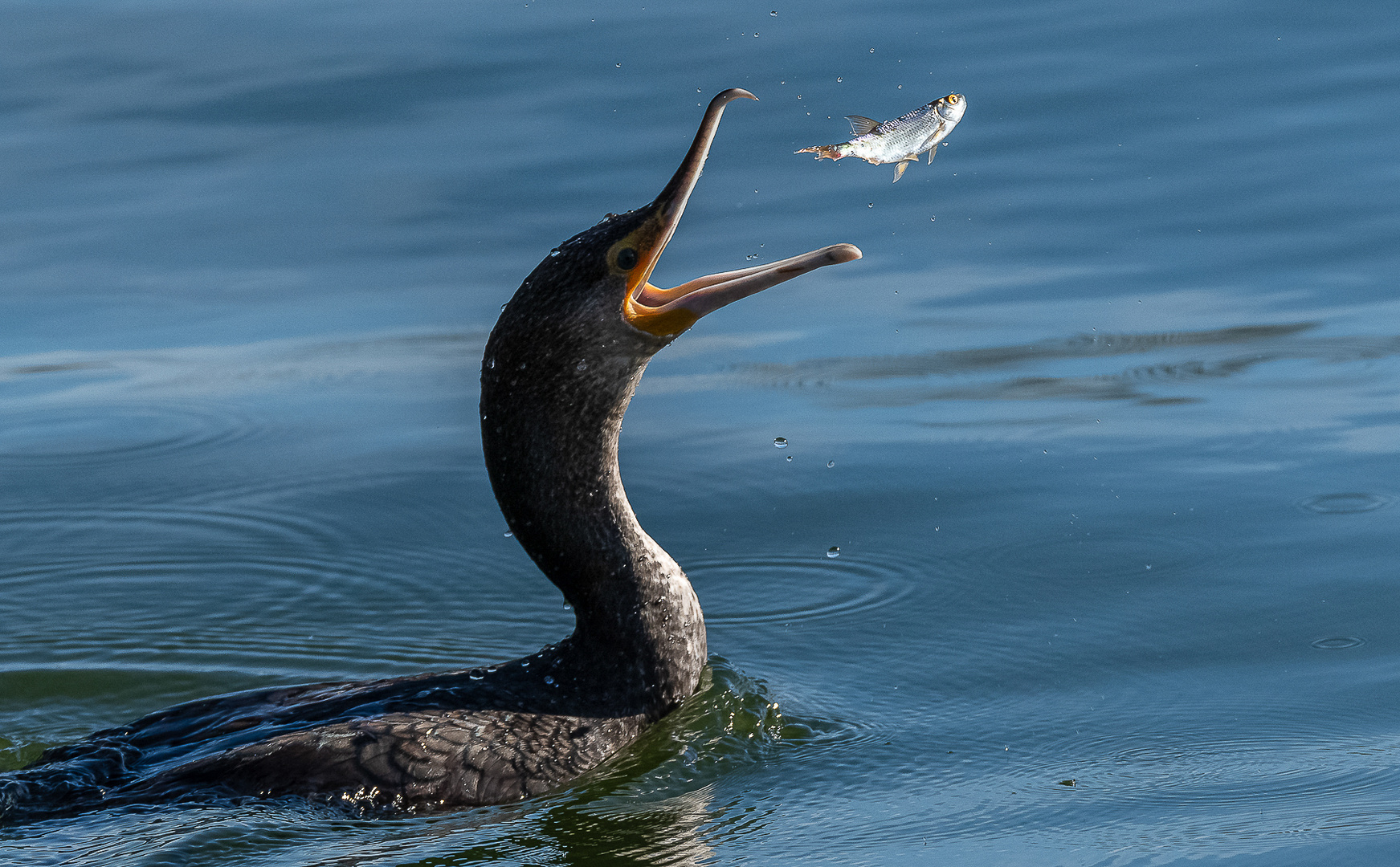 Fliegender Fisch ...