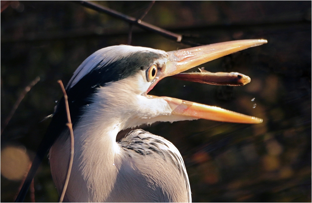 FLIEGENDER FISCH