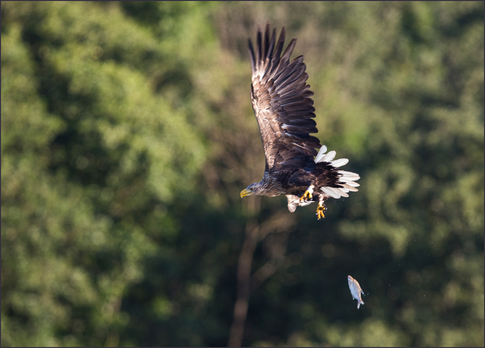 Fliegender Fisch..