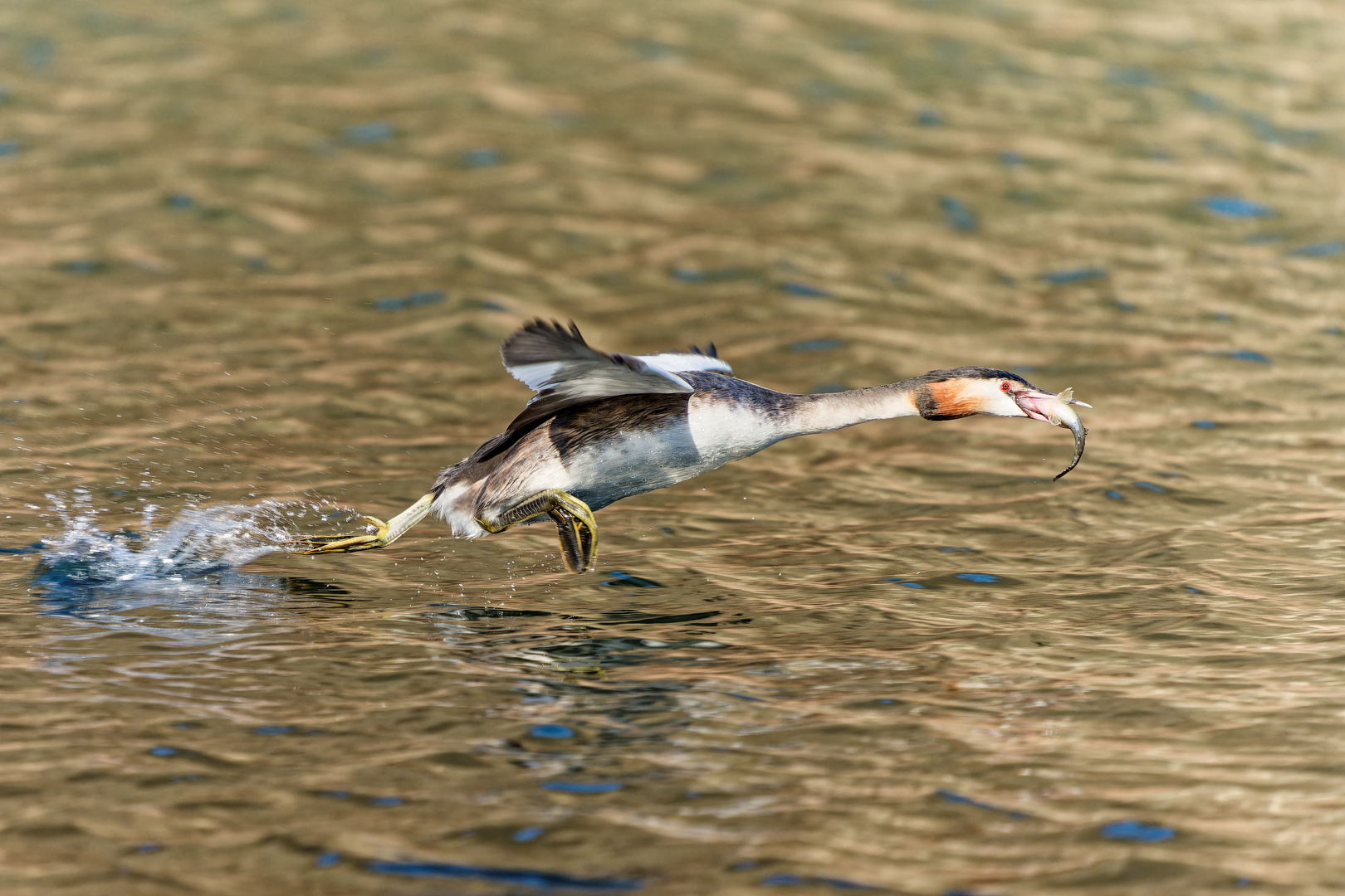 Fliegender Fisch