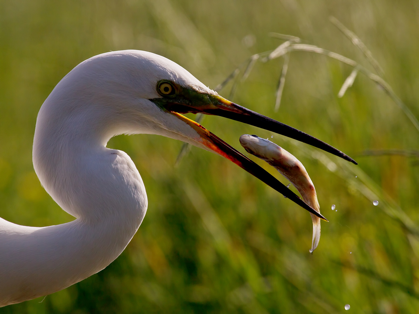 Fliegender Fisch