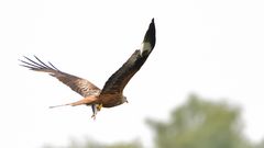 Fliegender Fisch