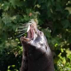 Fliegender Fisch