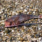 Fliegender Fisch, leider nach seiner Landung am Strand. Türkei Mai 2007