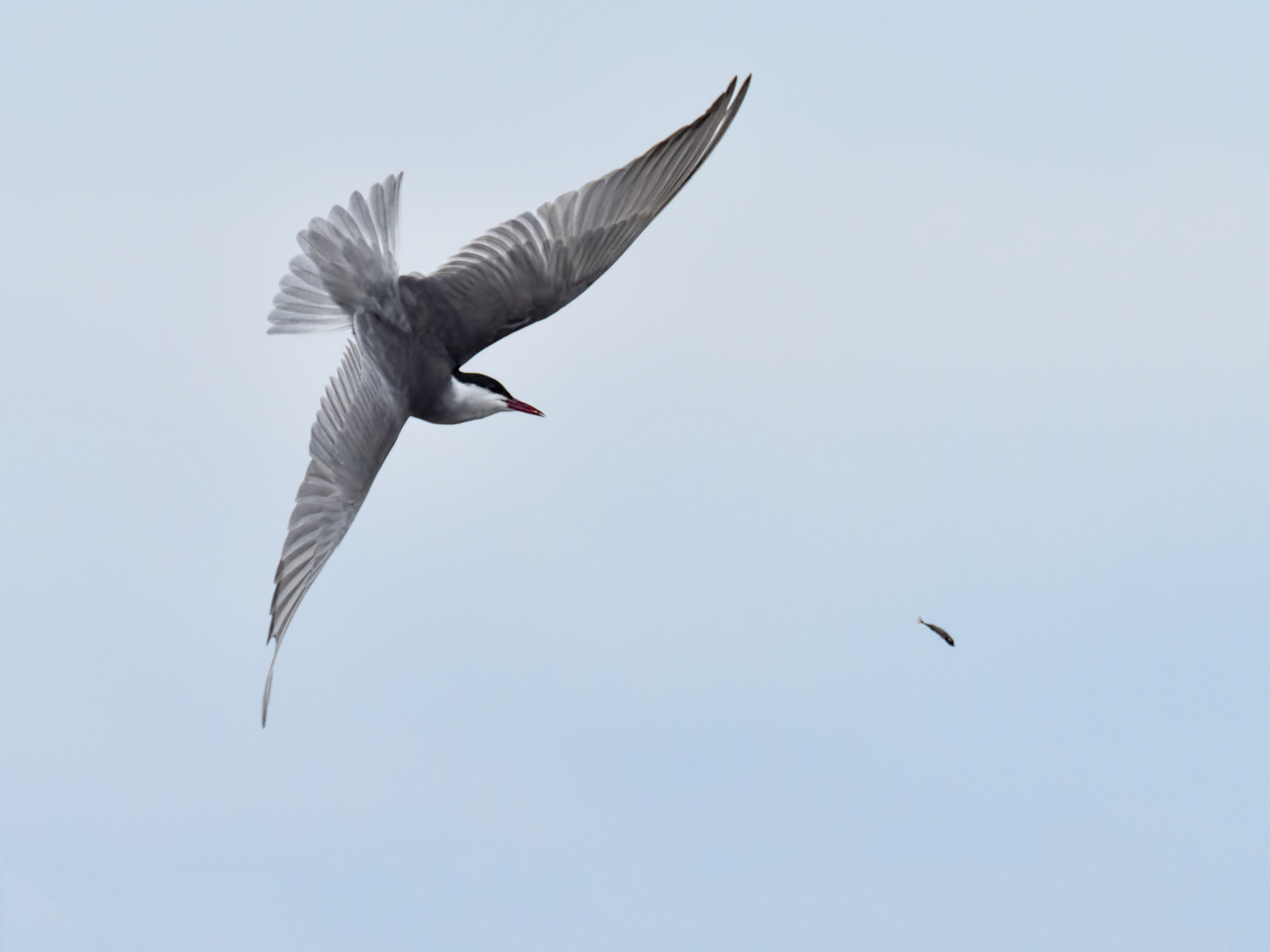 Fliegender Fisch?  -  Weißbart-Seeschwalbe