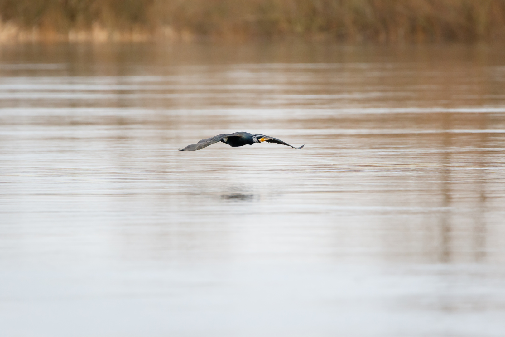 Fliegender Fischer