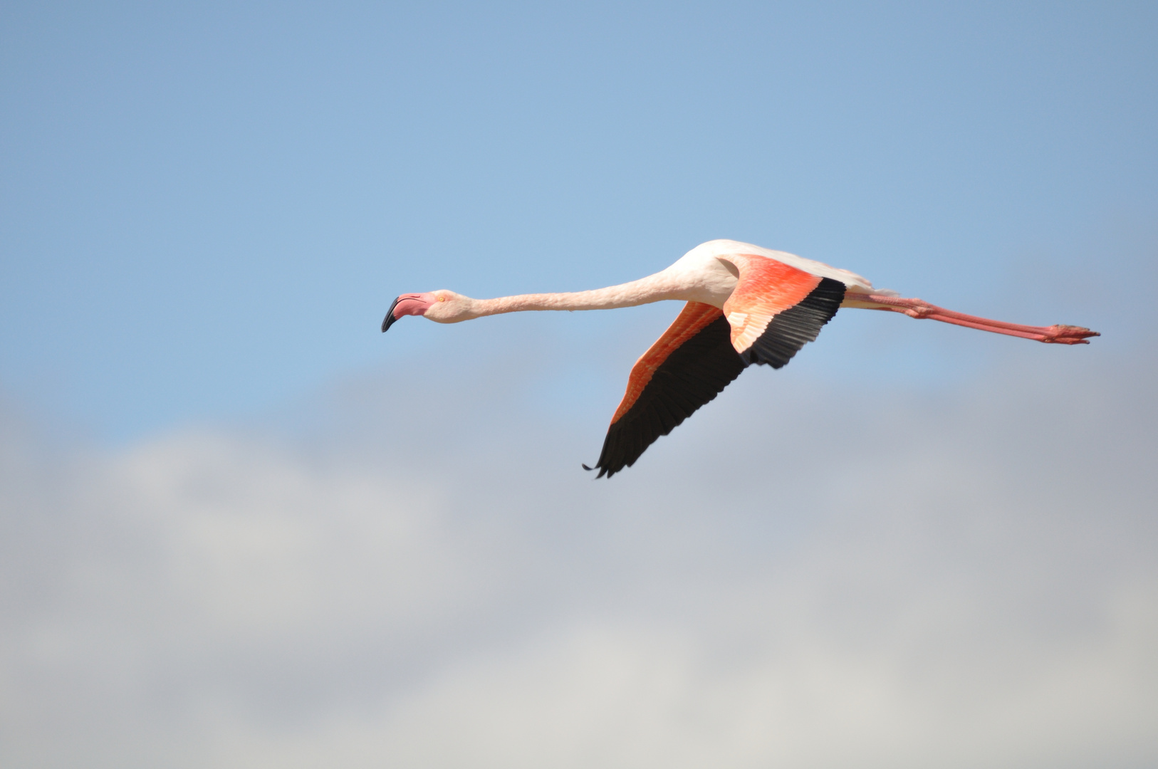 fliegender Flamingo