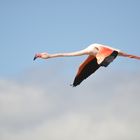 fliegender Flamingo