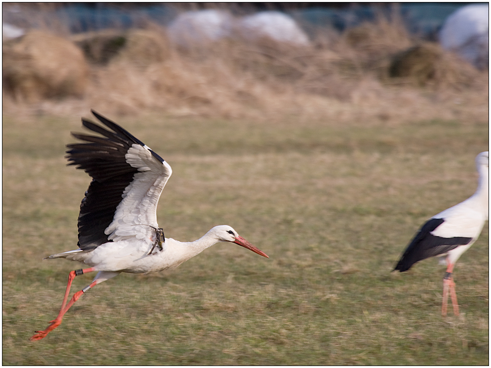 Fliegender Forscher