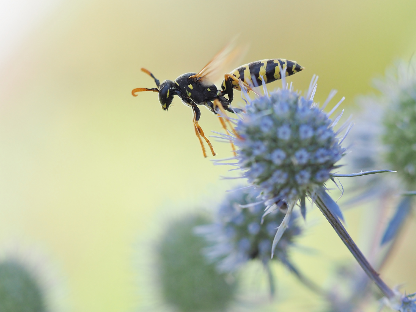 "Fliegender Franzose"