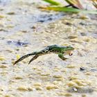Fliegender Frosch