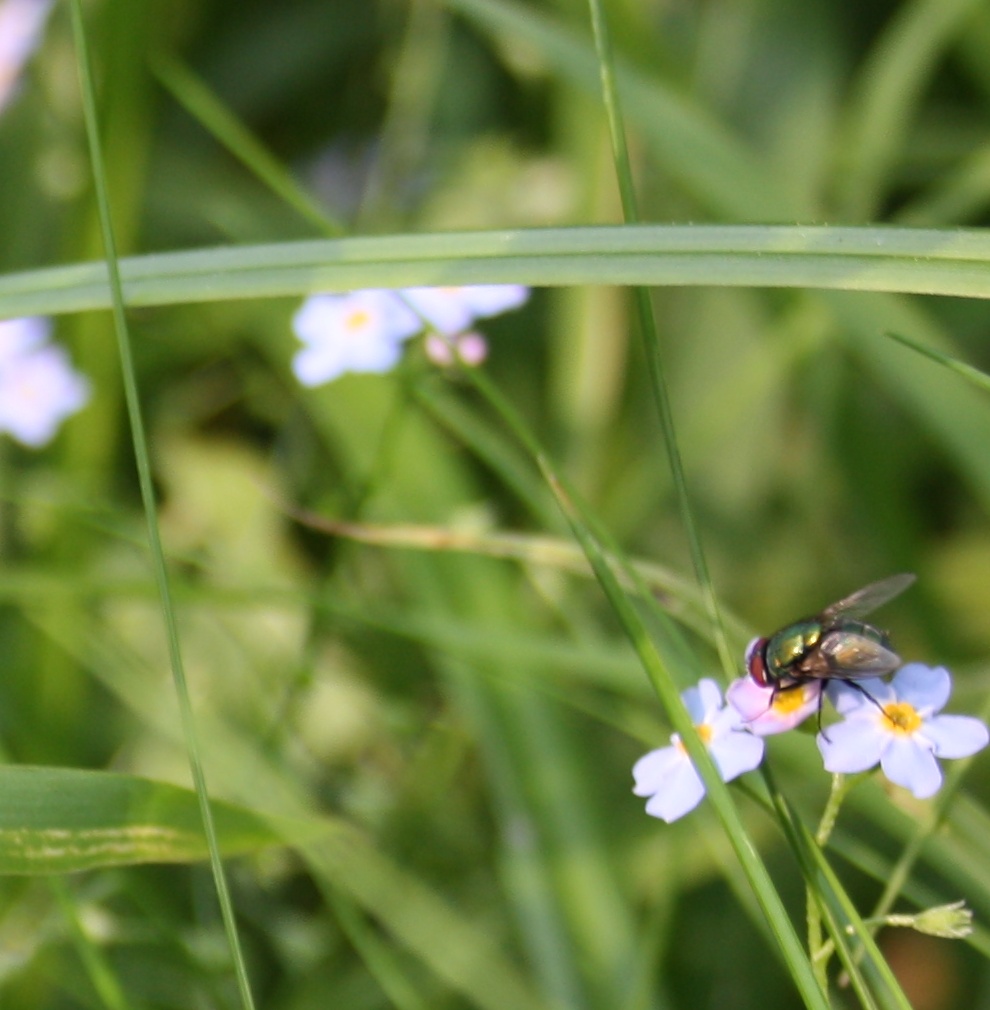 Fliegender Frühling.