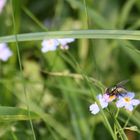 Fliegender Frühling.