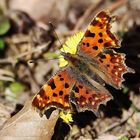 Fliegender Frühlingsbote