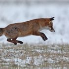 Fliegender Fuchs