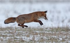 Fliegender Fuchs