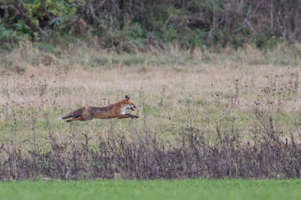 Fliegender Fuchs