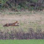 Fliegender Fuchs