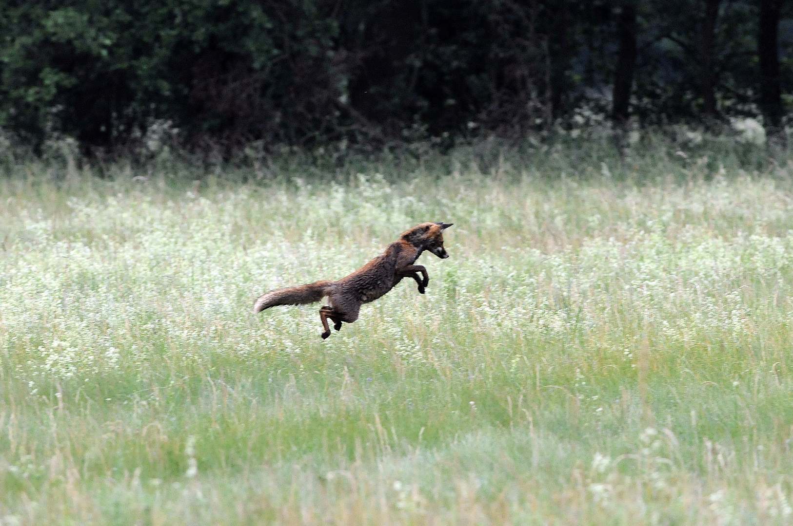 "fliegender Fuchs"